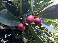 Acokanthera oppositifolia