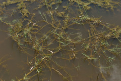 Pseudoraphis spinescens