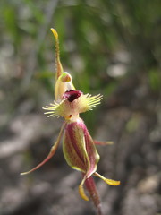Caladenia plicata