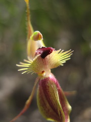 Caladenia plicata