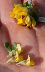 Aspalathus securifolia