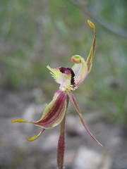Caladenia plicata