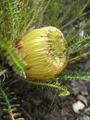 Banksia nivea