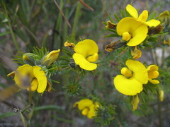 Gompholobium capitatum