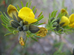 Gompholobium capitatum