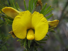 Gompholobium capitatum
