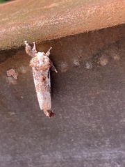 Indarbela