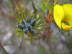 Gompholobium capitatum
