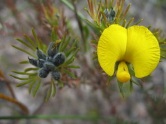 Gompholobium capitatum