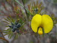 Gompholobium capitatum