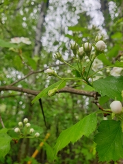 Crataegus chrysocarpa praecox