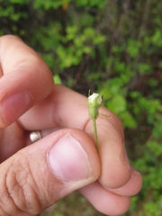 Crataegus chrysocarpa praecox