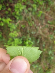 Crataegus chrysocarpa praecox