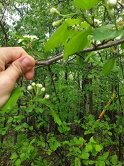 Crataegus chrysocarpa praecox