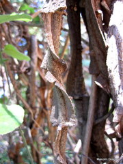 Strophanthus gerrardii