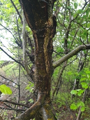 Crataegus chrysocarpa praecox