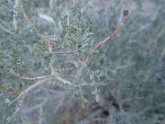 Psorothamnus