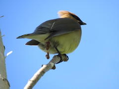Bombycilla cedrorum image