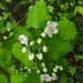 Schuette's Hawthorn - Photo (c) Étienne Léveillé-Bourret, some rights reserved (CC BY-NC), uploaded by Étienne Léveillé-Bourret