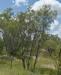 Asteromyrtus symphyocarpa