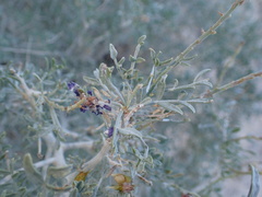 Psorothamnus