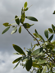 Asteromyrtus symphyocarpa