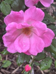 Rosa gallica