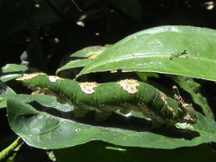 Charaxes