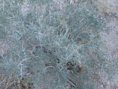 Psorothamnus