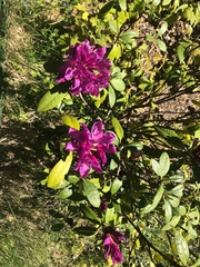 Rhododendron