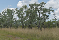 Eucalyptus microtheca