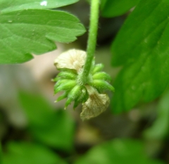 Anemonoides nemorosa