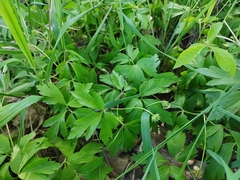 Anemonoides nemorosa