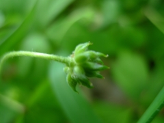 Anemonoides nemorosa