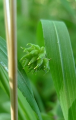 Anemonoides nemorosa