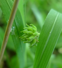 Anemonoides nemorosa