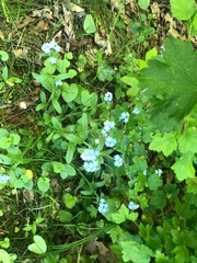 Myosotis