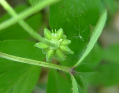 Anemonoides nemorosa