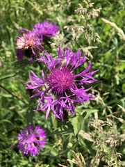 Centaurea nervosa