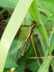 Ascalohybris subjacens