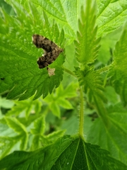 Anthophila fabriciana