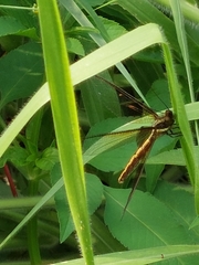 Ascalohybris subjacens