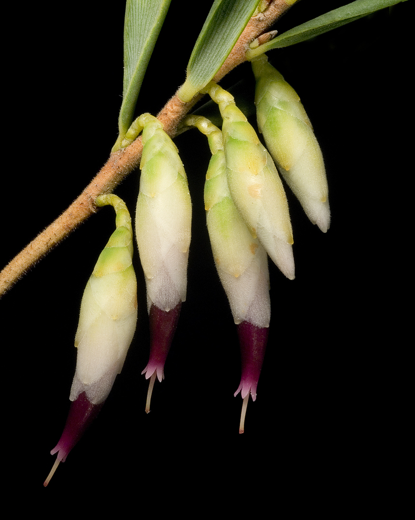 Conostephium minus
