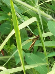 Ascalohybris subjacens