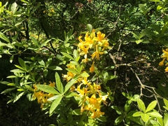 Rhododendron