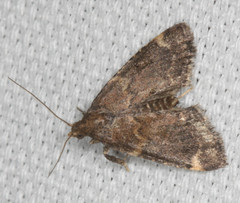 Hypsopygia phoezalis