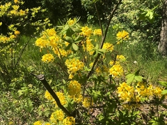 Rhododendron