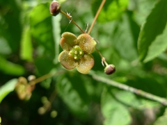 Euonymus verrucosus