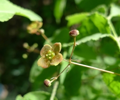Euonymus verrucosus