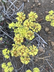 Eriogonum marifolium